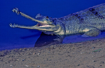The gharial (Gavialis gangeticus), also known as gavial or fish-eating crocodile, is a crocodilian...