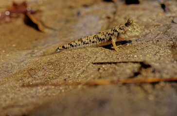 Barred mudskipper