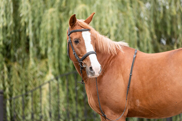 Fototapeta premium Elegant portrait of a chestnut horse on the background of trees