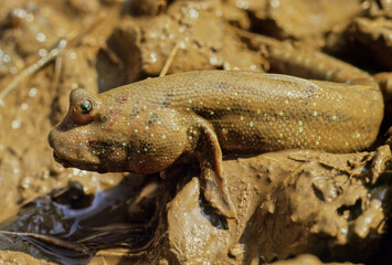 Barred mudskipper