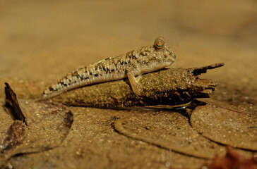 Barred mudskipper