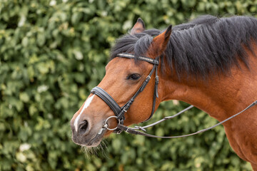 Portrait of a bay horse in nature. Harnessed horse