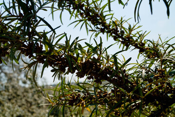 Sanddorn (Hippophae rhamnoides) Fasanenbeere am Ufer von Heiligenhafen