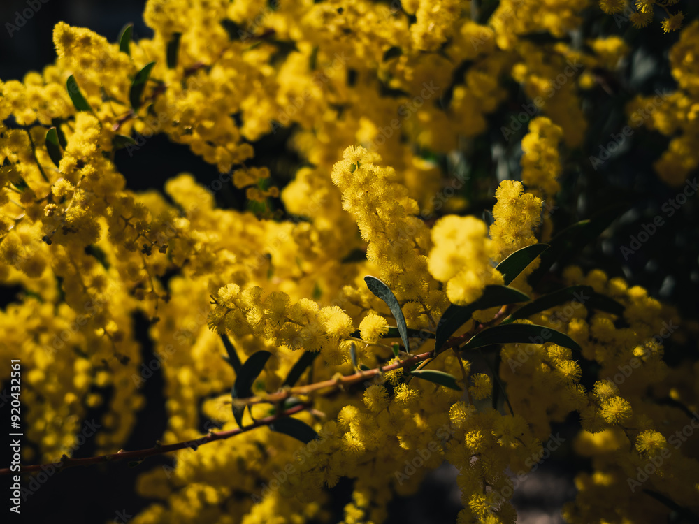 Poster Yellow wattle flower