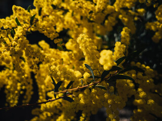Yellow wattle flower