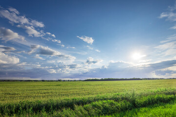 Obraz premium A large field of green grass with a clear blue sky