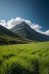 Fototapeta premium the grass is green