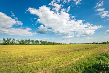 A large field of grass with a few trees in the background