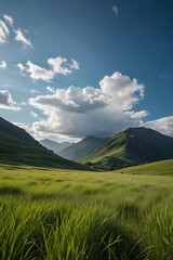 Fototapeta premium a field of grass