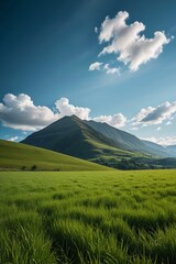 Fototapeta premium a grassy field 