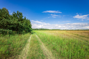 A serene dirt path winds through vibrant greenery, leading into a lush forest under a clear blue sky, inviting exploration and adventure in nature.