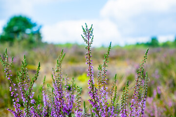 purple or pink plant of a heather family (Ericaceae) or Erica