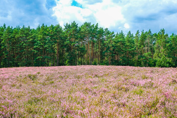 purple or pink plant of a heather family (Ericaceae) or Erica