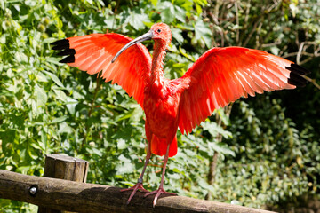 Oiseau Ibis rouge au Zoo de Münich