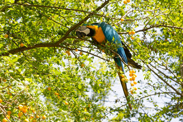 Perroquet au Zoo de Münich © Sébastien Closs