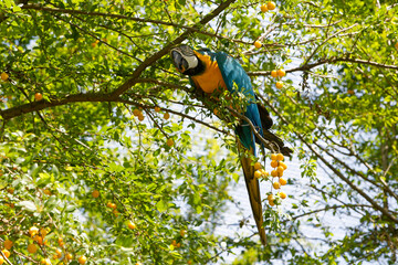 Perroquet au Zoo de Münich © Sébastien Closs