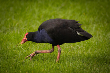 Pukekohe bird of New Zealand feeding.