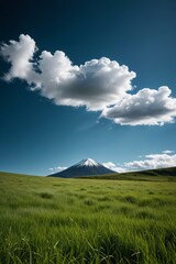 Fototapeta premium a field of grass