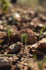 Obraz premium Little coniferous growing on soil 