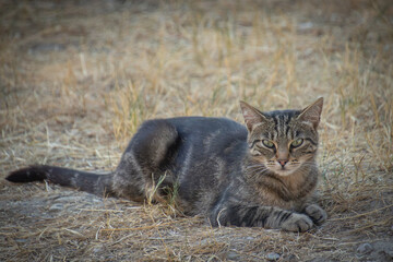 chat tigré allongé sur le sol
