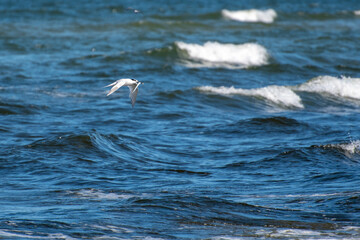 Sandwich tern (Thalasseus sandvicensis) flying over the Baltic sea with catched fish in its beak