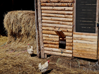 hen house with an opening for the hens to enter. it closes at night to protect against martens and predators. lays eggs in straw © Michal