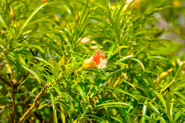 Beautiful flowers on the territory of the hotel Egypt in Hurghada