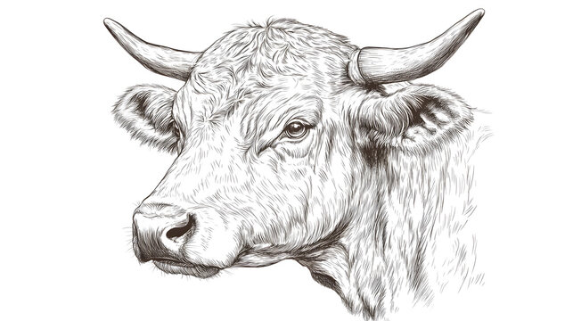 recommend clip art: Farm cow head sketch hand drawn line art engraving Vector illustration
