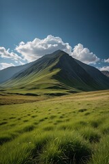 Fototapeta premium a grassy field 