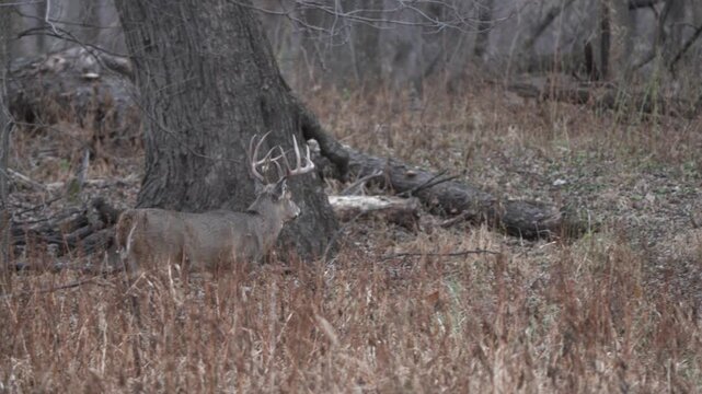 On a crisp autumn day, a large whitetail buck with impressive antlers walks quickly through the forest in search of a doe. Clip 1 out of 2 in a sequence.