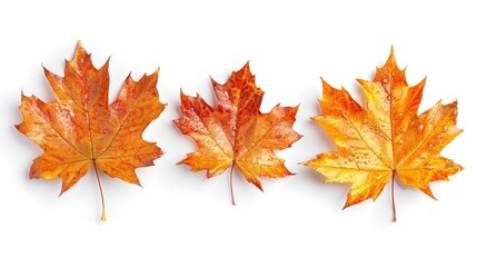 Fototapeta premium Three vibrant autumn leaves with shades of orange and yellow, showcasing nature's beauty and seasonal change.