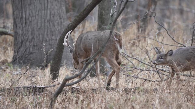 A doe paws at the ground and backs away as a large buck walks past during the rut.