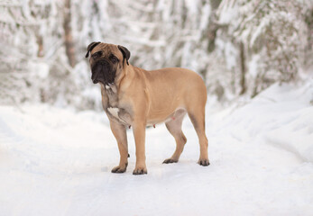 purebred bullmastiff dog in winter on the snow