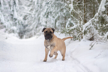 Obraz premium purebred bullmastiff dog in winter on the snow
