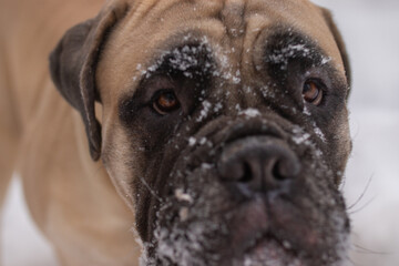 purebred bullmastiff dog in winter on the snow