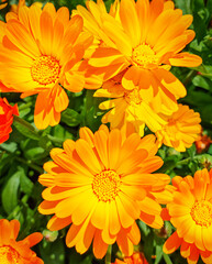 Vibrant calendula perennial herbaceous plant, also marigold or daisy, flowers with vibrant petals of yellow and orange colour growing among lush foliage of meadow or garden used as medicinal herb