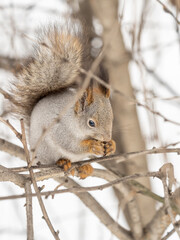 The squirrel with nut sits on tree in the winter or late autumn