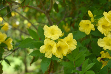 Fototapeta premium Yellow trumpetbush (Tecoma stans) Called Yellow bell or Yellow Elder Flower, trumpet flower, Beautiful bunch of yellow flowers closeup with green leaves Background, tecoma stans