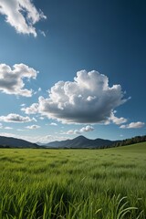 Fototapeta premium a field of grass