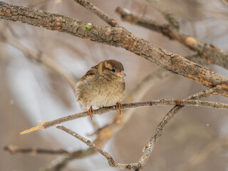 Sparrow sits on a branch without leaves.
