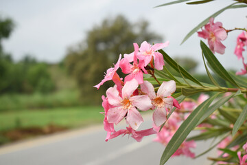 Nerium oleander in bloom, Pink siplicity bunch of flowers and green leaves on branches, Nerium...