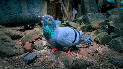 blue pigeon is looking upward.