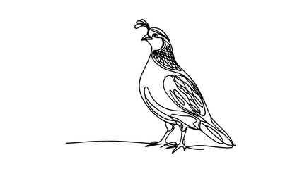 Quail line art drawing