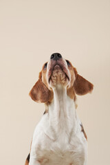 A Beagle dog looks straight up with a curious and attentive expression, its ears perfectly...