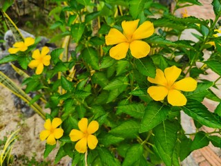 Beautiful yellow flowers around leaves