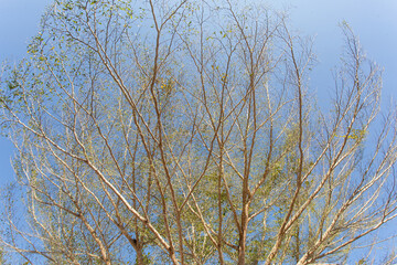 Trees and branches in the background are a blue sky.