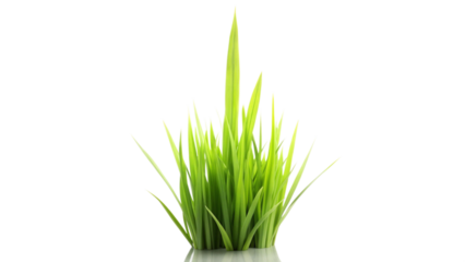 green grass isolated