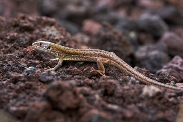 Little lizard on the rocks
