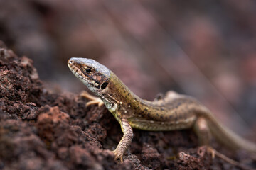 Little lizard on the rocks