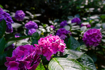 大阪の花博記念公園鶴見緑地で見た、赤や紫色の紫陽花